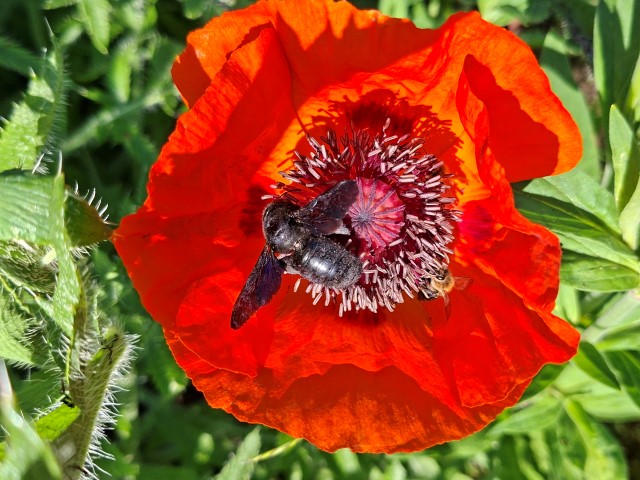Biene auf einer Mohnblüte